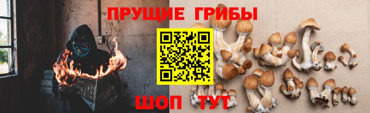 Псилоцибиновые грибы Psilocybe Новоалтайск